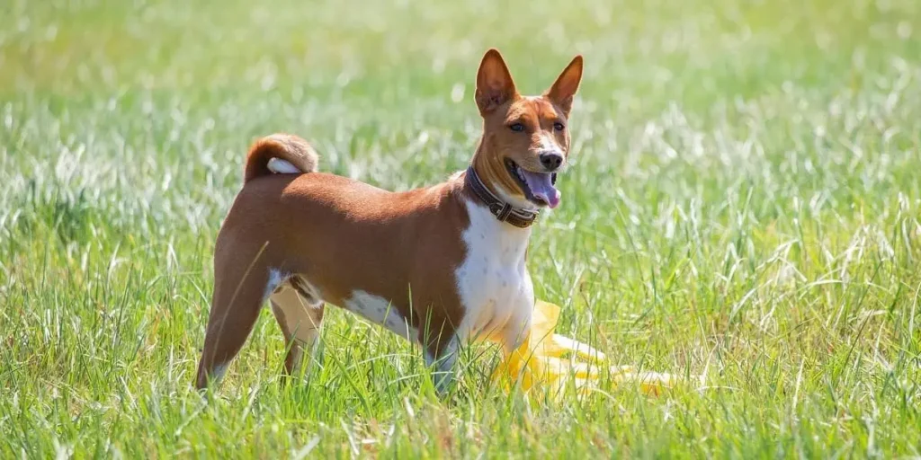 basenji