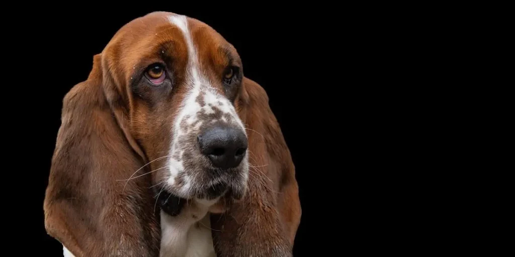 basset hound