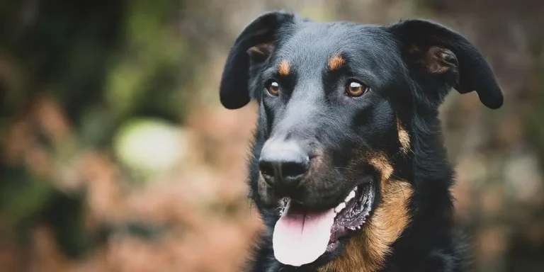 beauceron