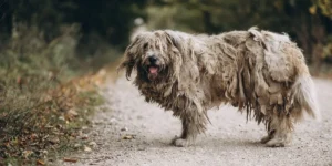 Bergamasco Sheepdog