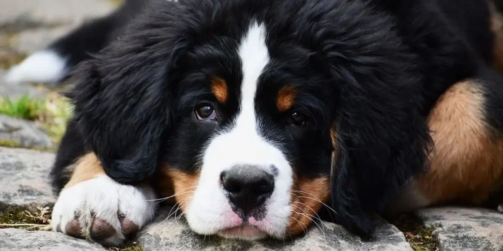 Bernese Mountain Dog