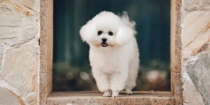 Bichon Frise