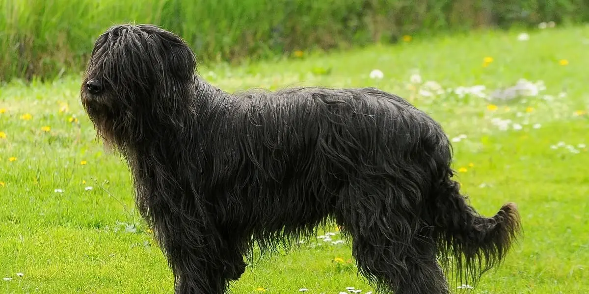 Black Russian Terrier
