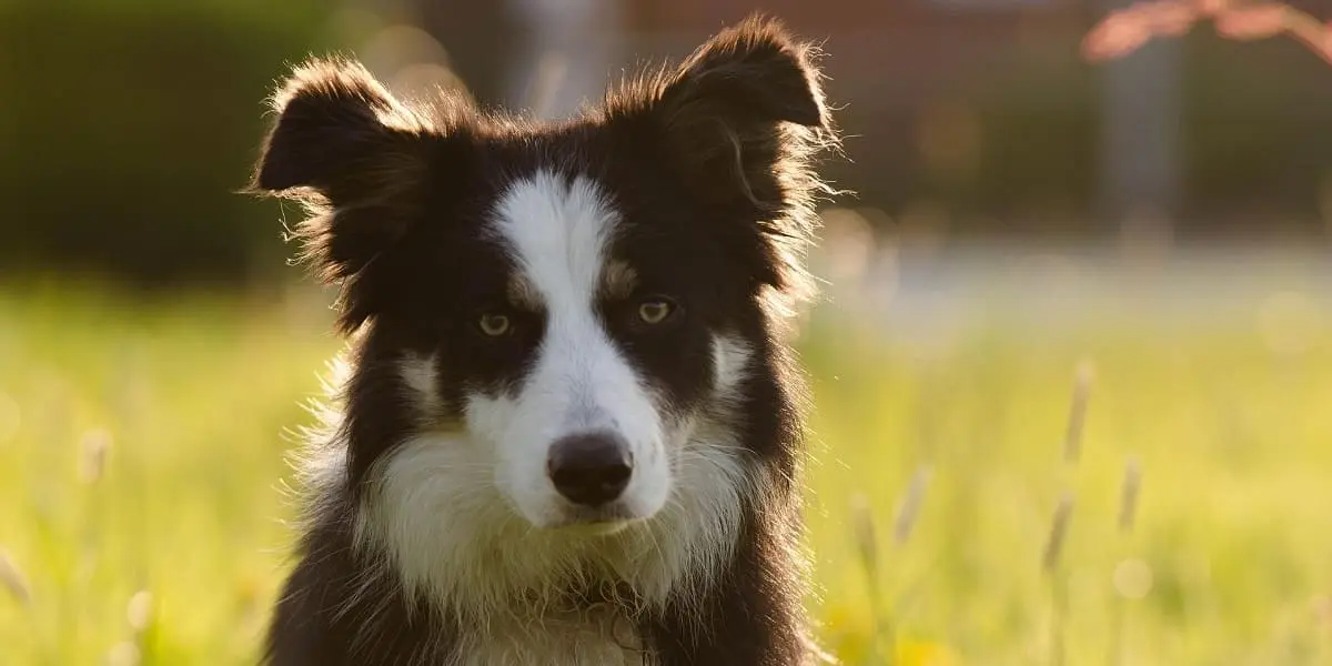 Border Collie