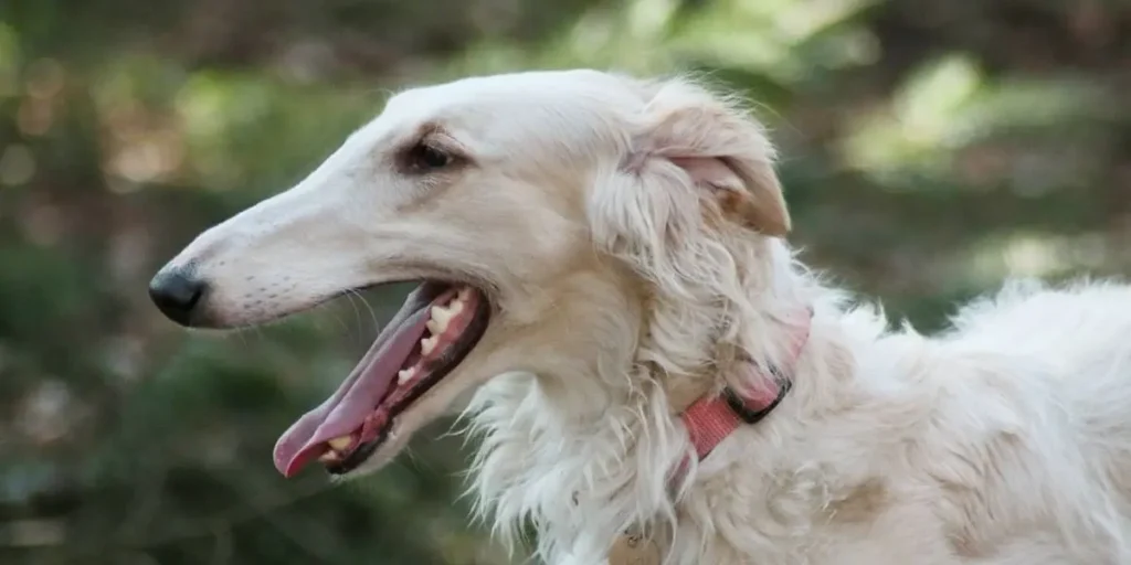 Borzoi