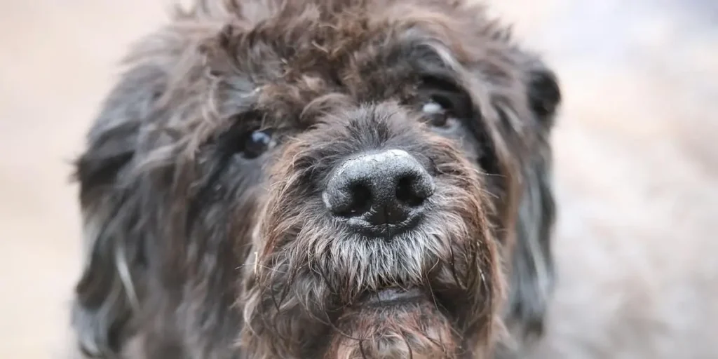 Bouvier Des Flandres