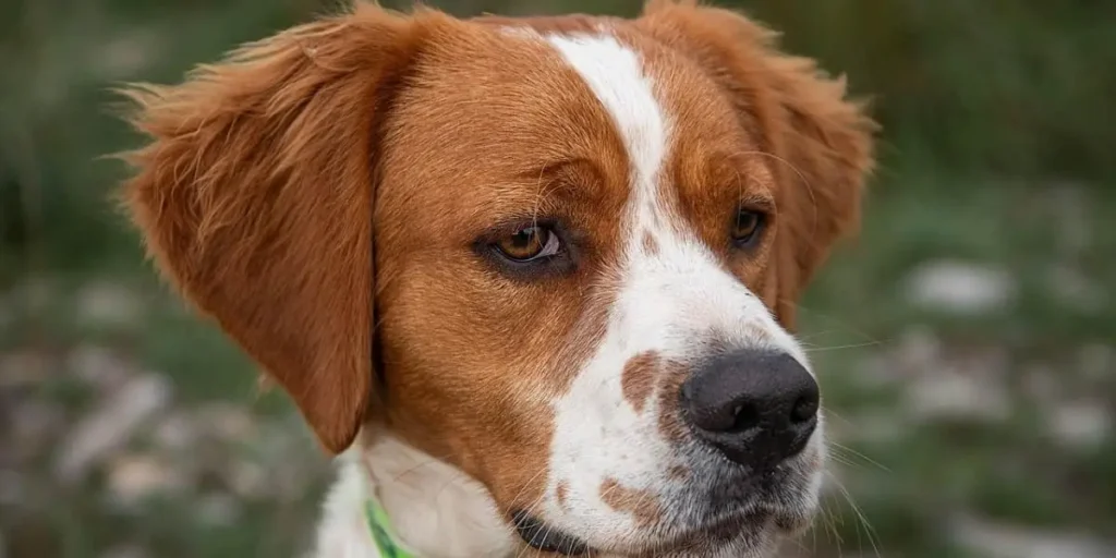 Brittany Spaniel
