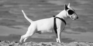 Bull Terrier