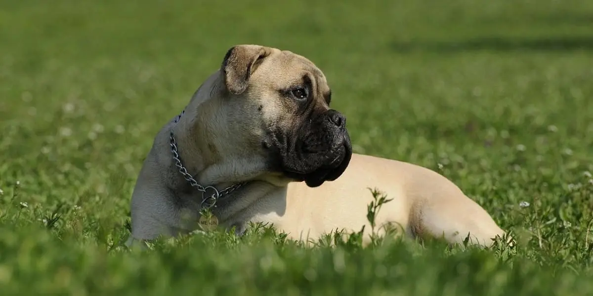 Bullmastiff