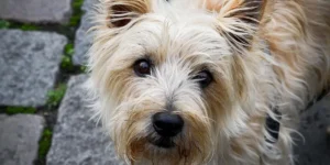 Cairn Terrier