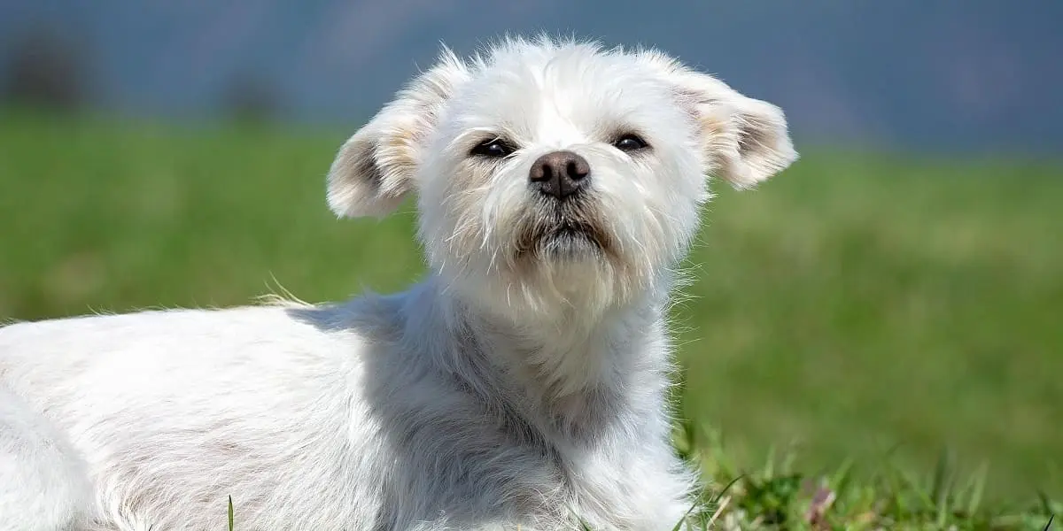 Maltese Dog